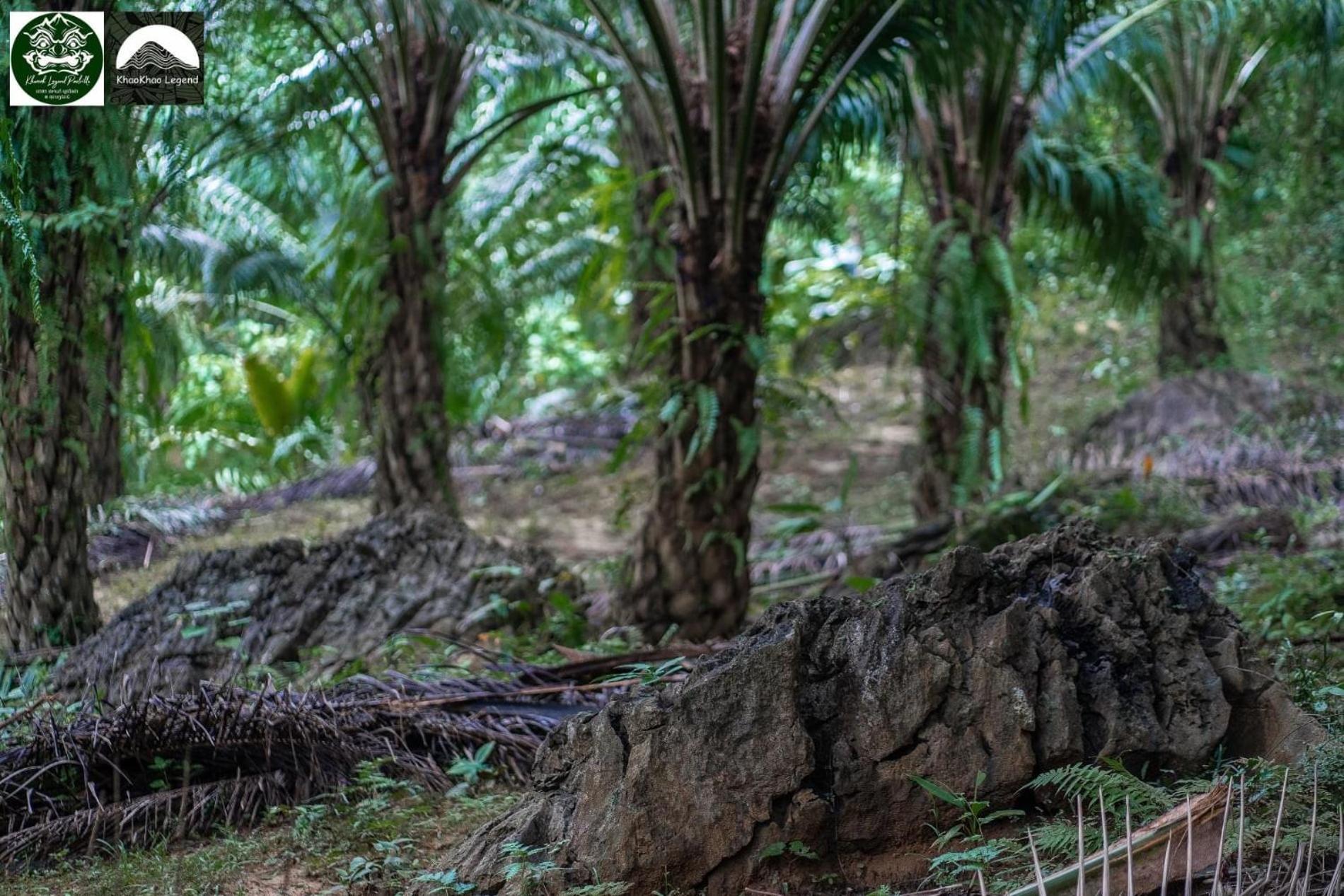 Willa Khaosok Legend Khao Sok National Park Zewnętrze zdjęcie